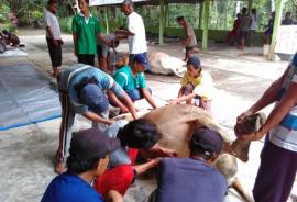 IDUL ADHA DI DESA PUTAT, 10 EKOR LEMBU DAN 105 EKOR KAMBING